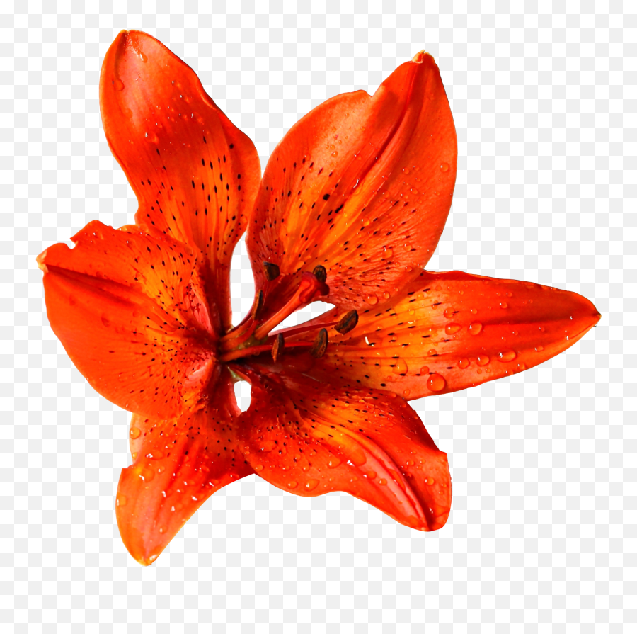 Flower Png Image Emoji,Orange Flowers Png