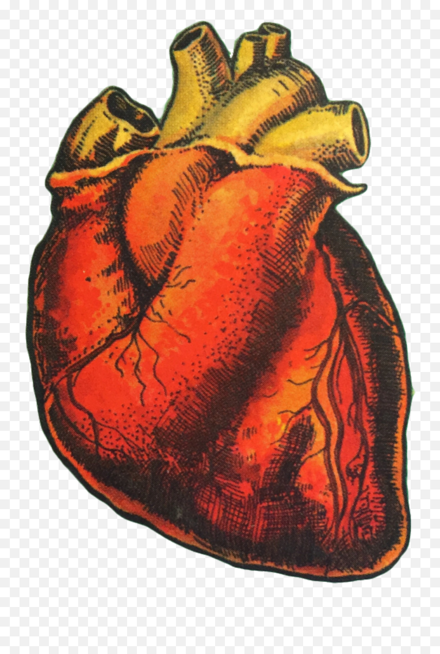 Heart Organ Humanheart Art Drawing Love Aesthetic - Human Heart Png Emoji,Aesthetic Transparent