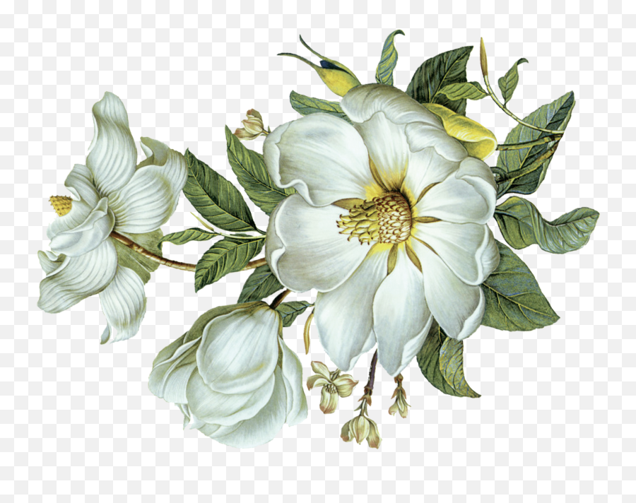 White Flower Png - Flower Leaf Light Leaves White Flowers White Flowers Png Emoji,White Flower Png