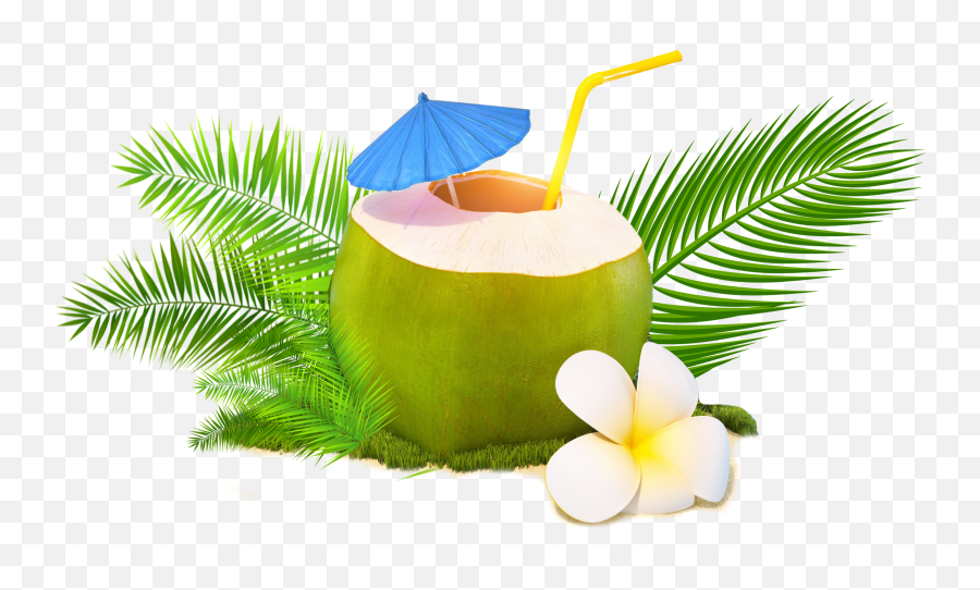 Trendy Coconut - Transparent Coconut Water Png Emoji,Coconut Png