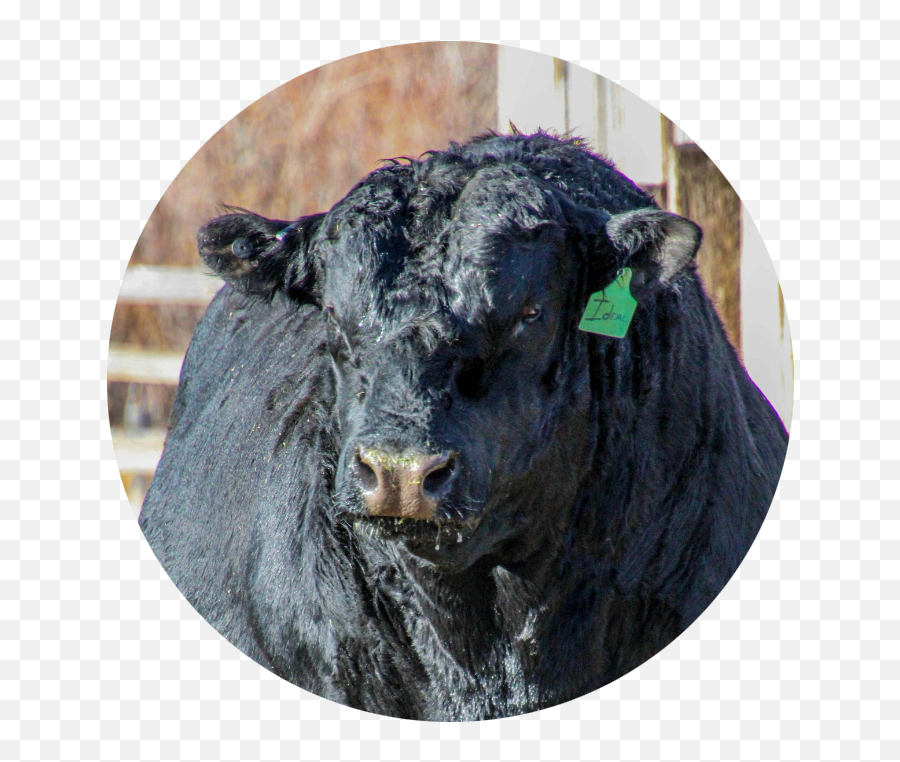 Wheeler Moutain Ranch - Cow Emoji,Bull Png