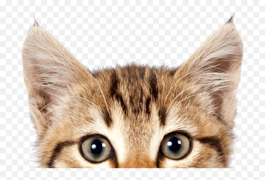 Almost Friday Cat Clipart 67947 - Cute C 439002 Png If Cats Could Talk Emoji,Cute Cat Clipart