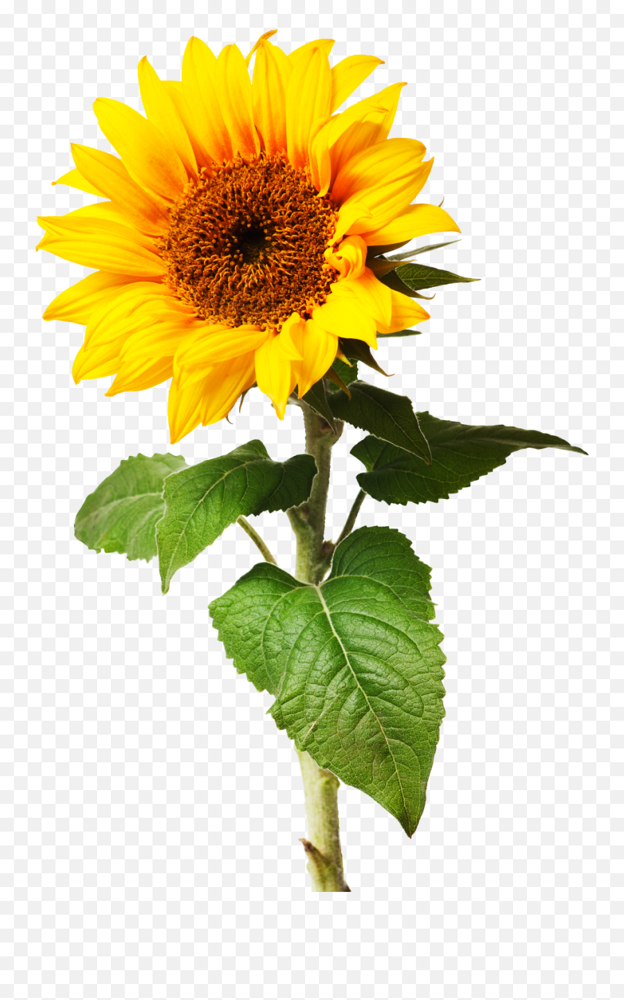 Download Sunflowers Png Individual Graphic Royalty Free - Sunflower Flower White Background Emoji,Sunflowers Png