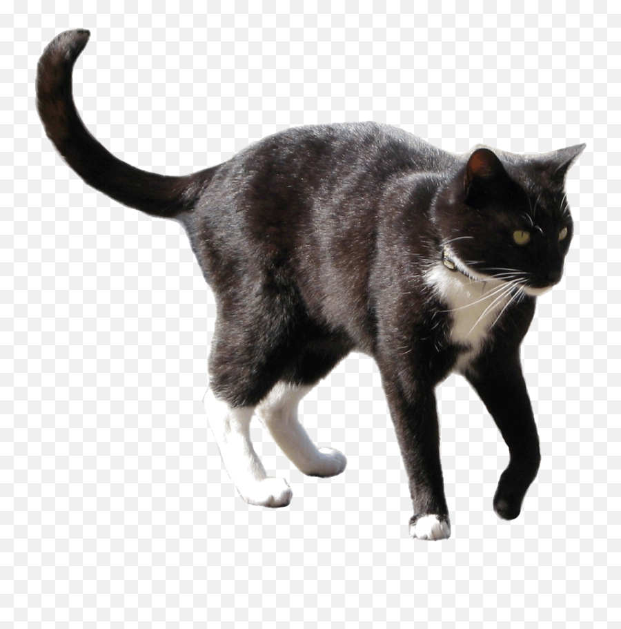 All Sizes Black And White Cat Clipart 12 Cm Flickr Emoji,Black Cat Transparent
