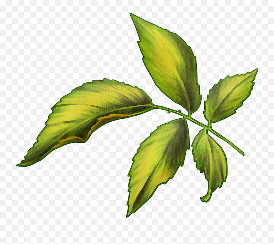 Watercolor Leaves Green Leaf Emoji,Watercolor Leaves Png