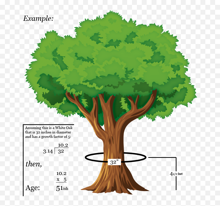 How To Determineu0027s A Treeu0027s Age Without Cutting It Down Emoji,Dogwood Flower Clipart