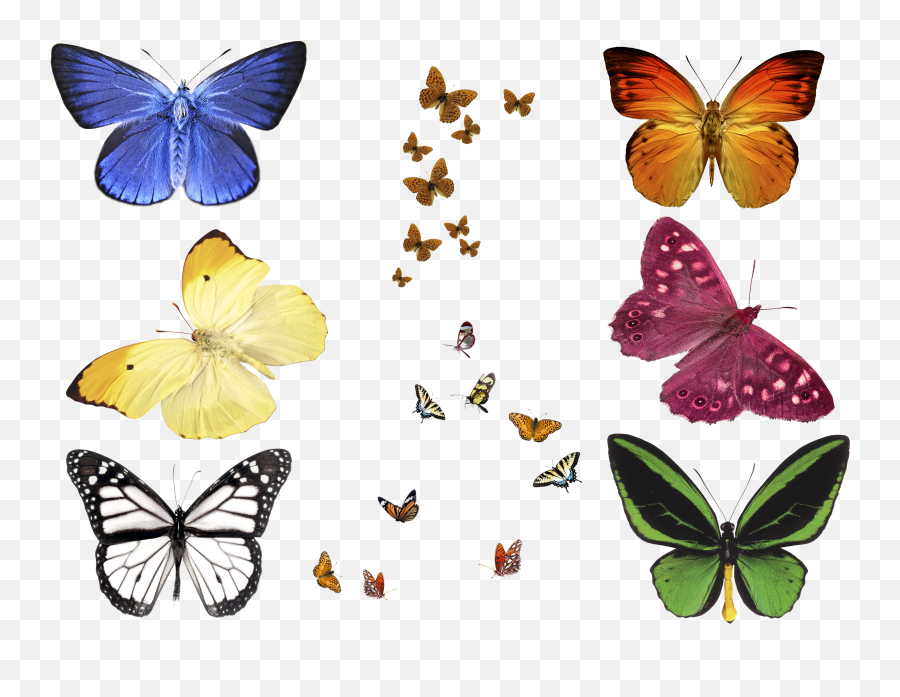 Free Photo Butterfly Overlays Realistic Natural Flying Emoji,Butterfly Flying Png