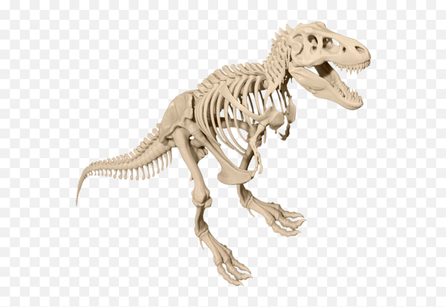T - Dinosaur Bones Transparent Background Emoji,Skeleton Transparent
