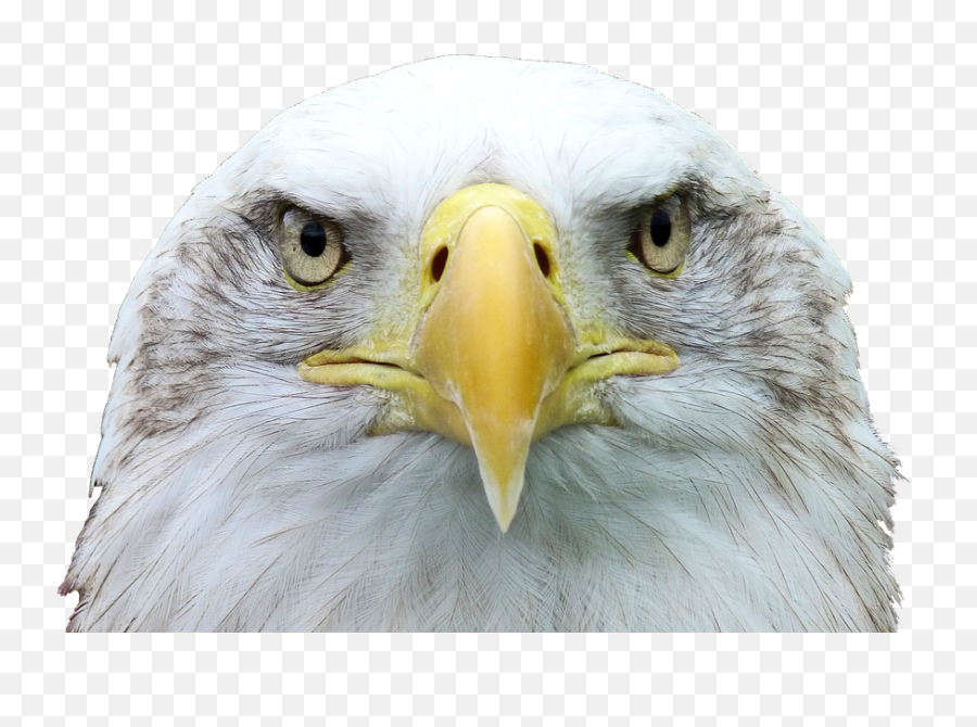 Adler Png Transparent Image 3 - Free Pik Psd Bald Eagle Eagle Head Emoji,Bald Eagle Clipart
