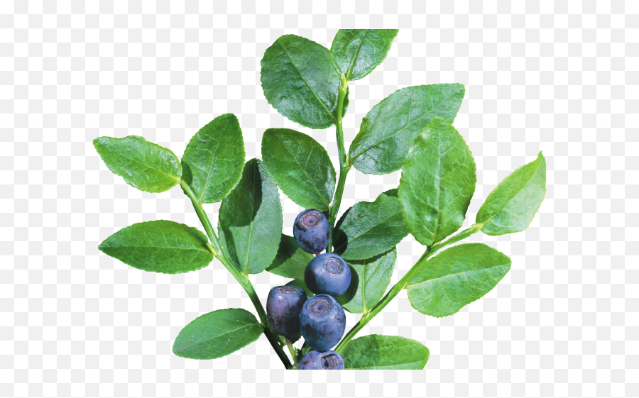 Blueberry Clipart Blueberry Tree - Blueberry Transparent Fresh Emoji,Blueberry Clipart