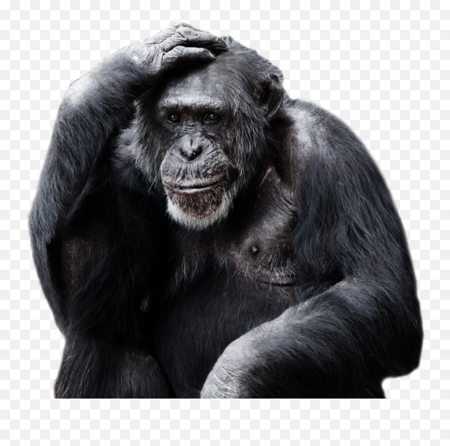 Gorilla Png Transparent Png Image - High Resolution Black White Orangutan Emoji,Gorilla Png