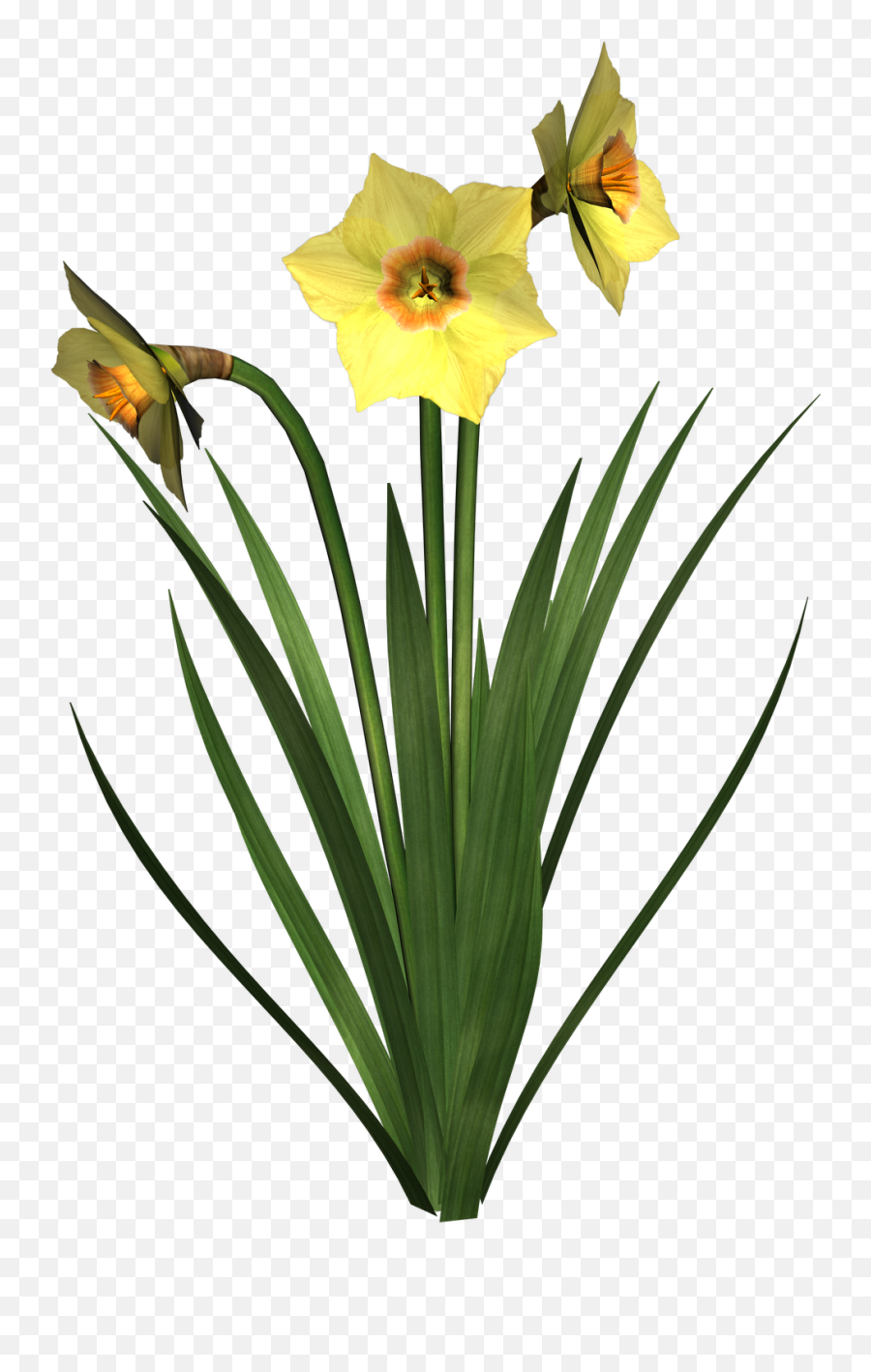 Daffodil Clipart Daffodil Bouquet - Background Photo Flowers Plant Emoji,Daffodil Clipart