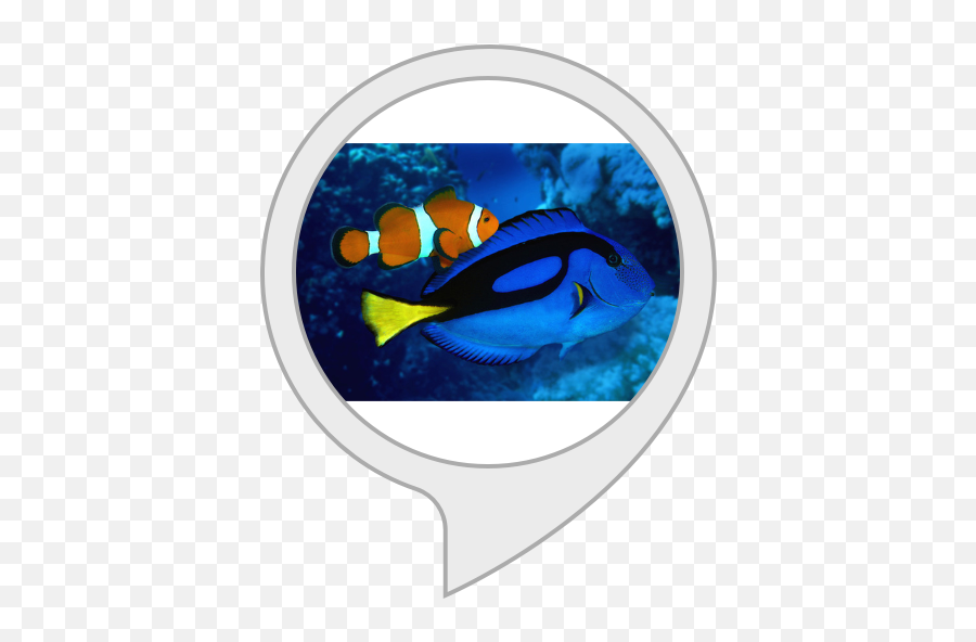 Amazoncom Unofficial Finding Nemo U0026 Dory Trivia Alexa Skills - Real Fish In Sea Emoji,Finding Nemo Logo
