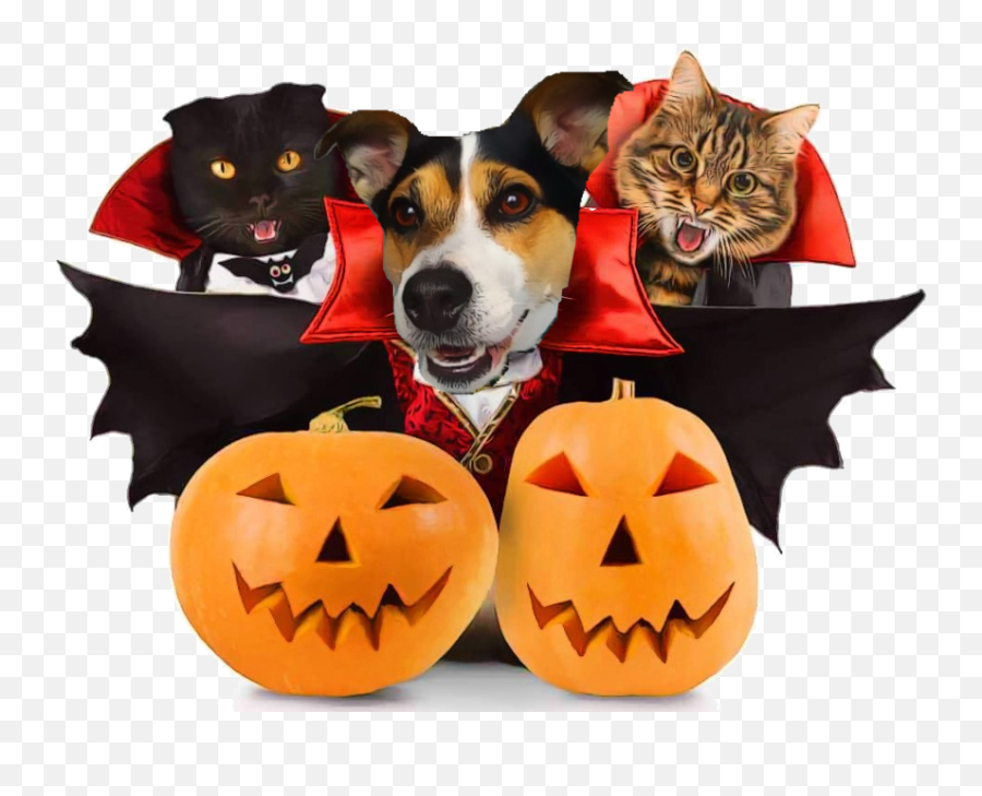 Pin By Jennifer Holmes On Jack Russell Terrier Clipart - Cat Emoji,Pumpkin Carving Clipart