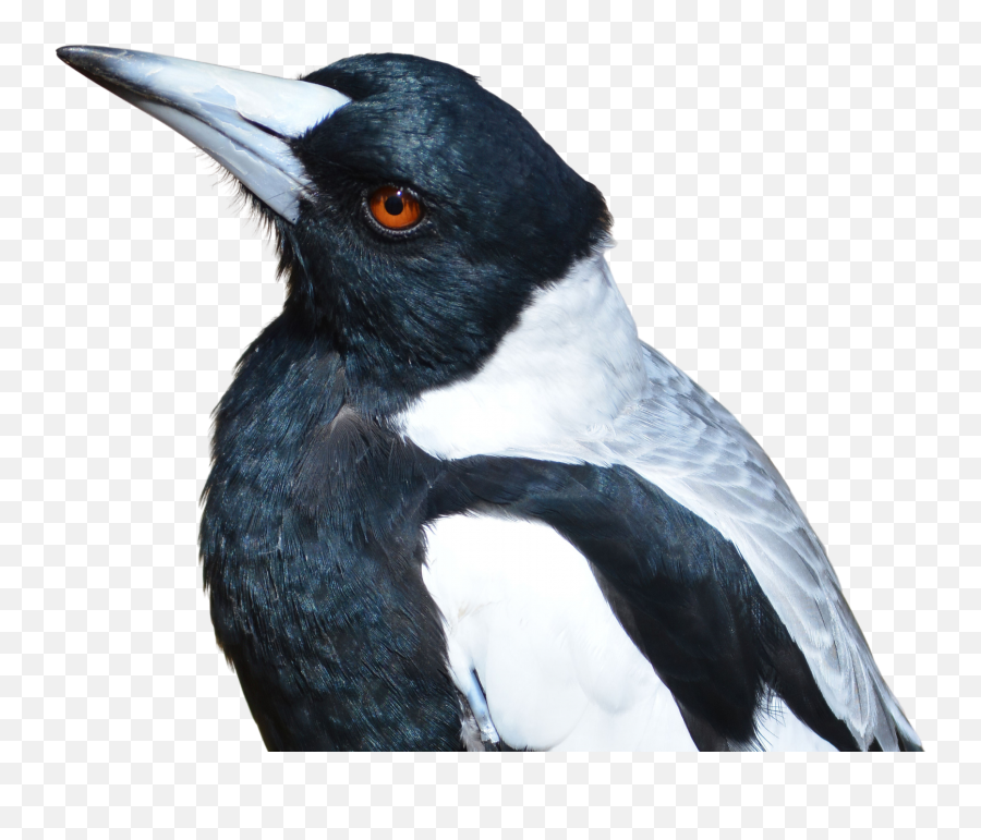 Magpie On Transparent Background Free Emoji,Crow Transparent Background