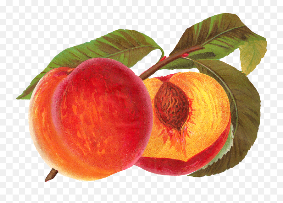 Digital Vintage Peach Artwork Download - Vintage Peach Png Emoji,Peach Clipart