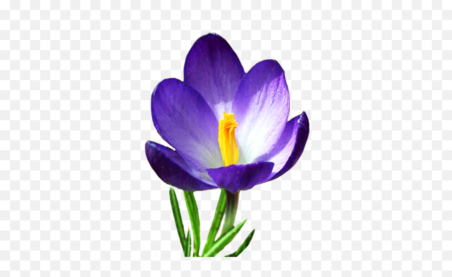 Spring Clipart - Spring Flower Clipart Emoji,Spring Flower Clipart