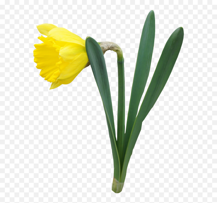 Daffodil Flower Daffodils Spring - Flowers Plant Transparent Background Emoji,Daffodil Clipart