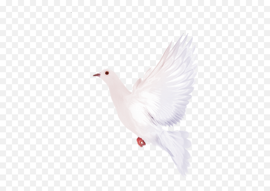 White Dove Clipart Mourning Dove - Dove Watercolor Clipart Png Emoji,Doves Clipart