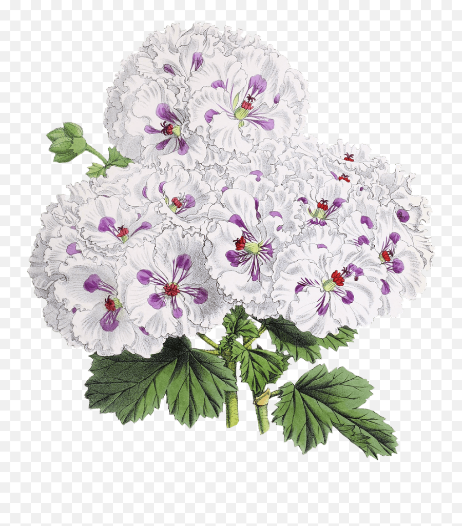 Flower Drawing Transparent Png - Flowers Drawing Transparent Emoji,Flower Drawing Png