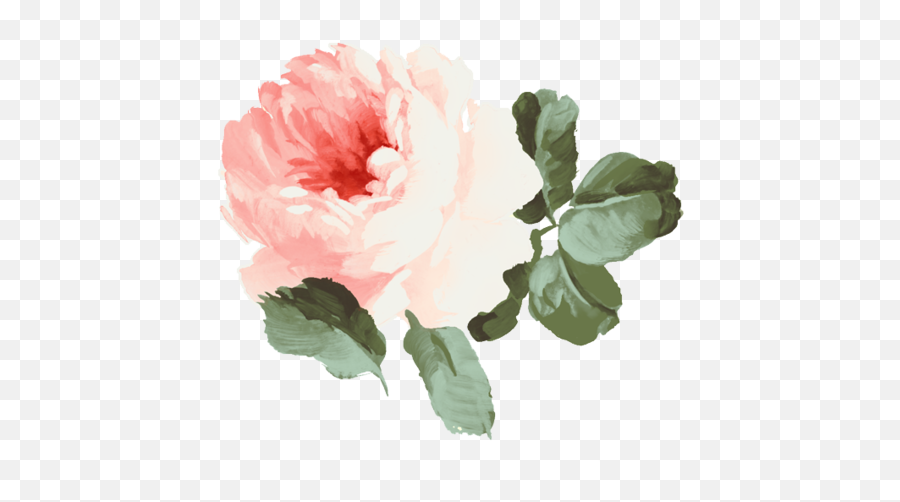 Download Pink Still Garden Life Illustration Roses Flower Emoji,Still Clipart