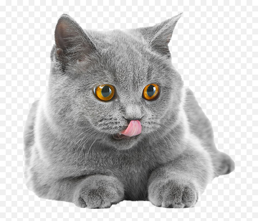 Cat Png Images Transparent Background Png Play Emoji,Cat Transparent Png