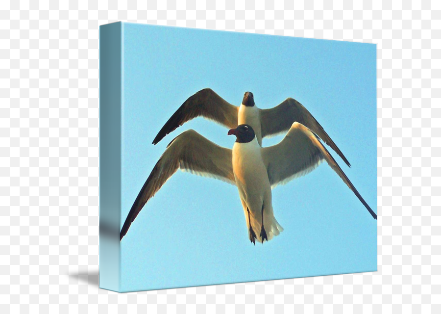 Seagulls In Tandem At Sunset By Sandi Ou0027reilly Emoji,Seagulls Png