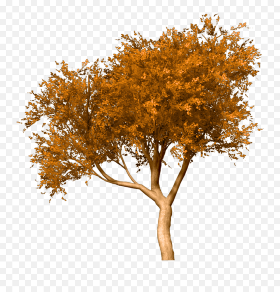 Free Transparent Tree Png Download - Transparent Background Autumn Trees Emoji,Fall Tree Clipart
