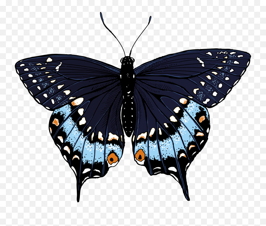 Illustrations Of Butterflies Free Download Clip Art Free - Black Swallowtail Butterfly Illustration Emoji,Free Butterfly Clipart