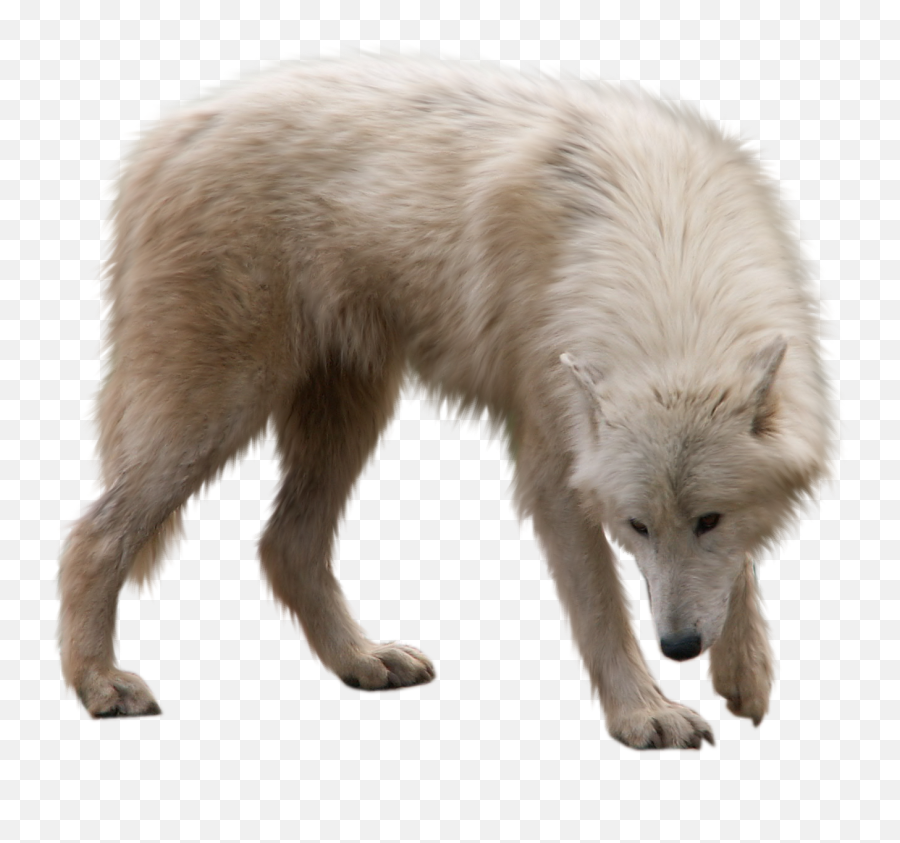 Winter Png Transparent Cartoon - Transparent Background White Wolf Png Emoji,Wolf Png