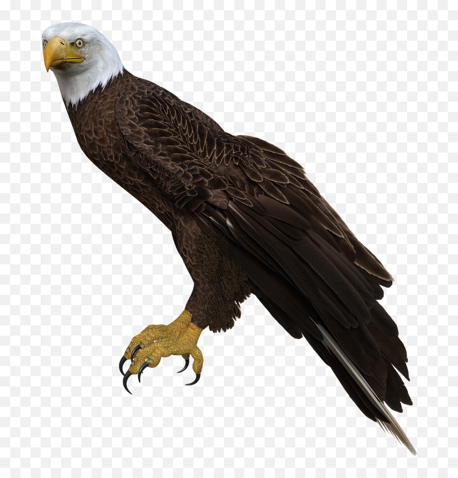 Bald Eagle Perched Wings - Perched Bald Eagle Png Emoji,Bald Eagle Png