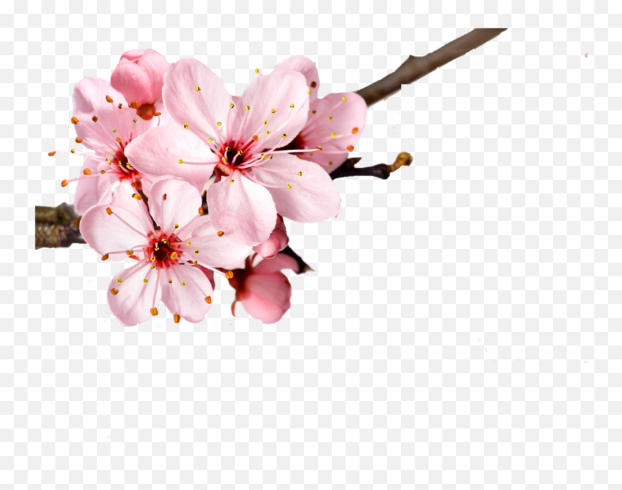 Download Cherry Blossom Flower Petal - Sfondo Fiori Di Ciliegio Free Emoji,Cherry Blossom Petals Png