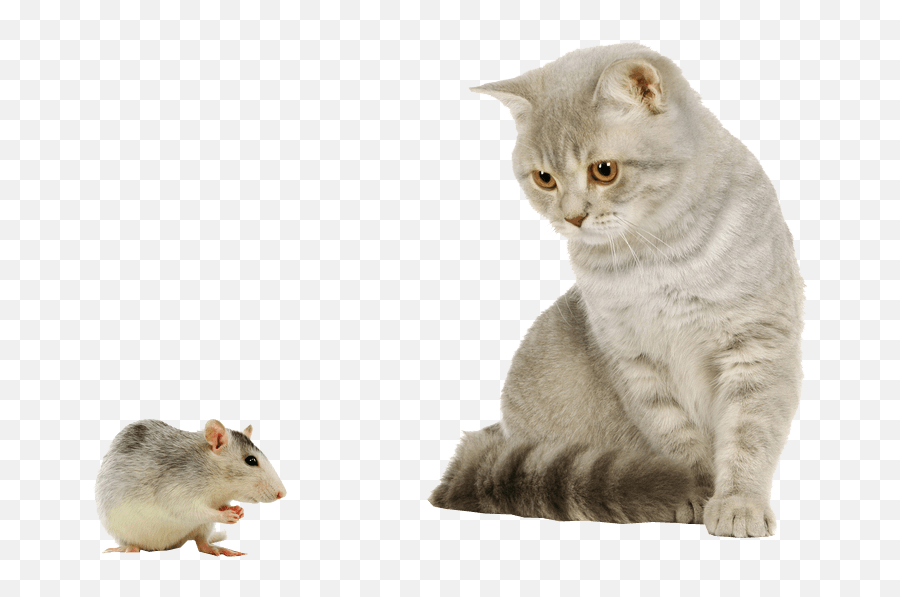 Cat And Mouse Transparent Background Emoji,Rat Transparent Background