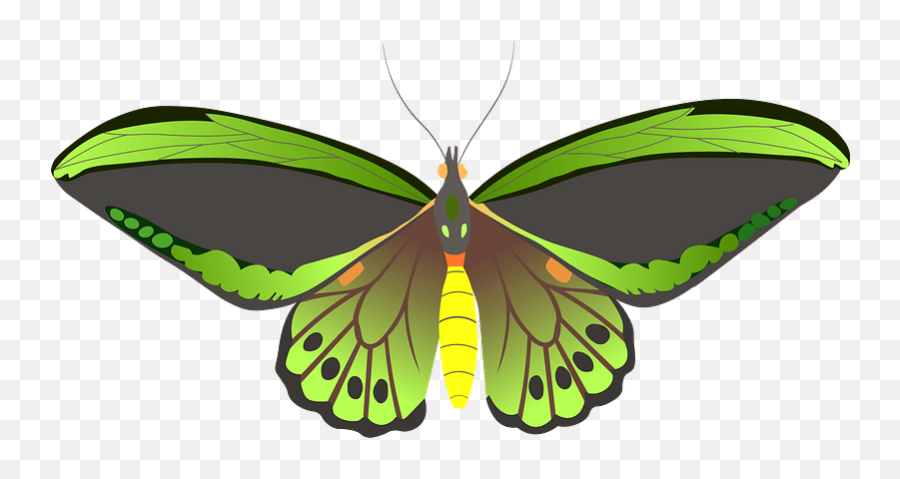 Butterfly Clipart Free Download Transparent Png Creazilla - Metalmark Butterflies Emoji,Free Butterfly Clipart