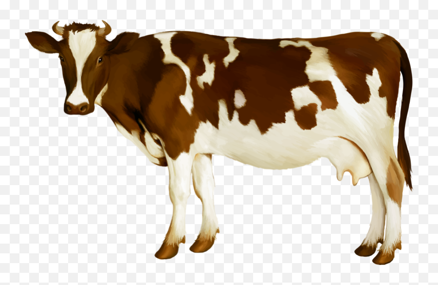 Simmental Cattle Milk Dairy Cattle Calf - Cow Png 800x504 Cow Images Hd Png Emoji,Cow Png