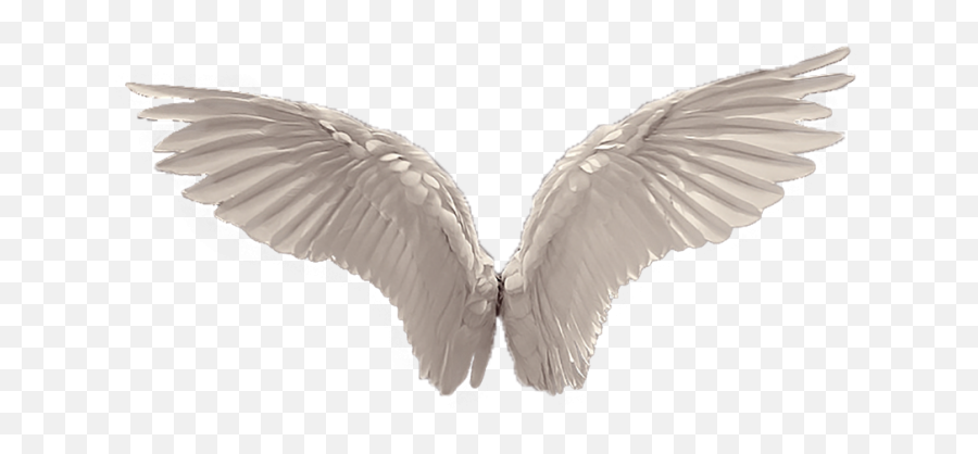 White Angel Wings Png - Wings Png Emoji,Angel Wings Transparent Background