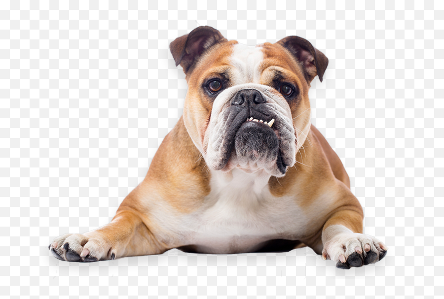 Download Bulldog Transparent Png Image - Bulldog Png Full Bulldog Png Emoji,Bulldog Png