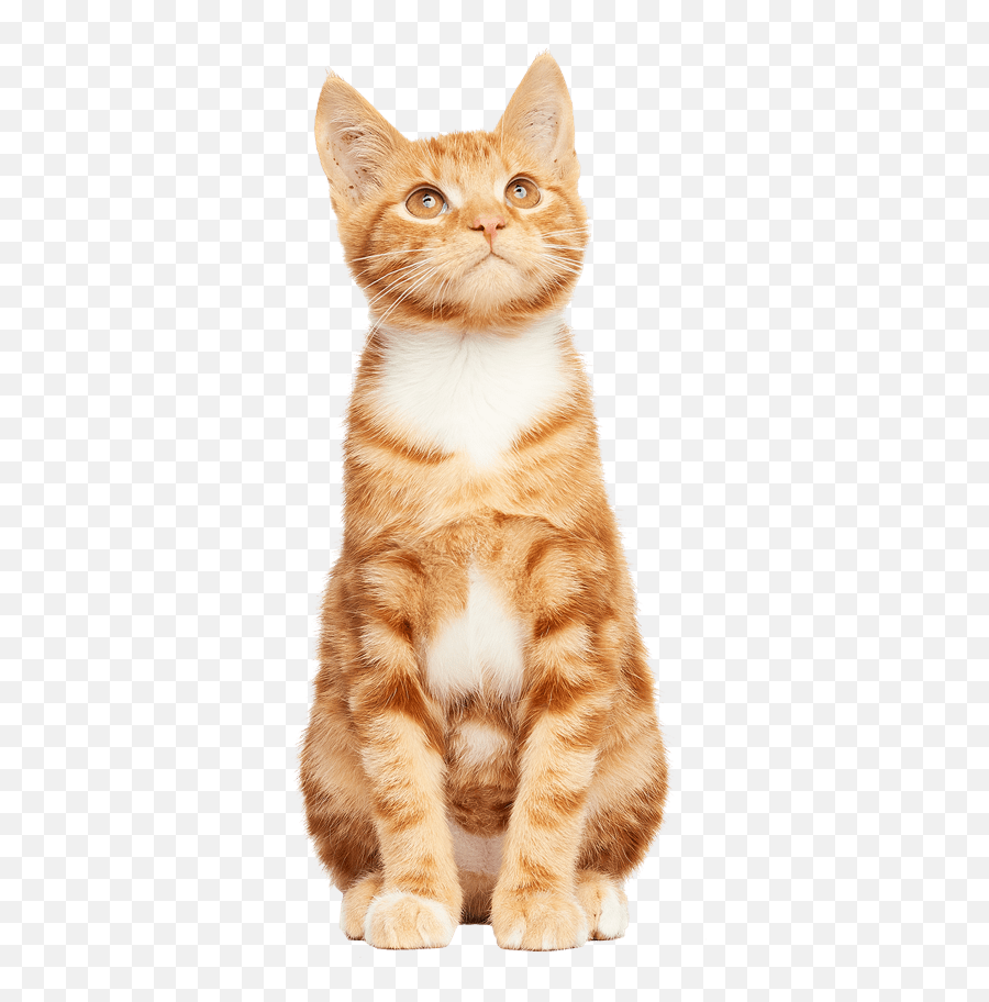 Pet Supplies Dog Grooming - Domestic Cat Emoji,Cat Transparent