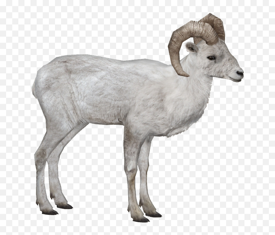 Dall Sheep Mibound Zt2 Download Library Wiki Fandom Emoji,Sheep Transparent