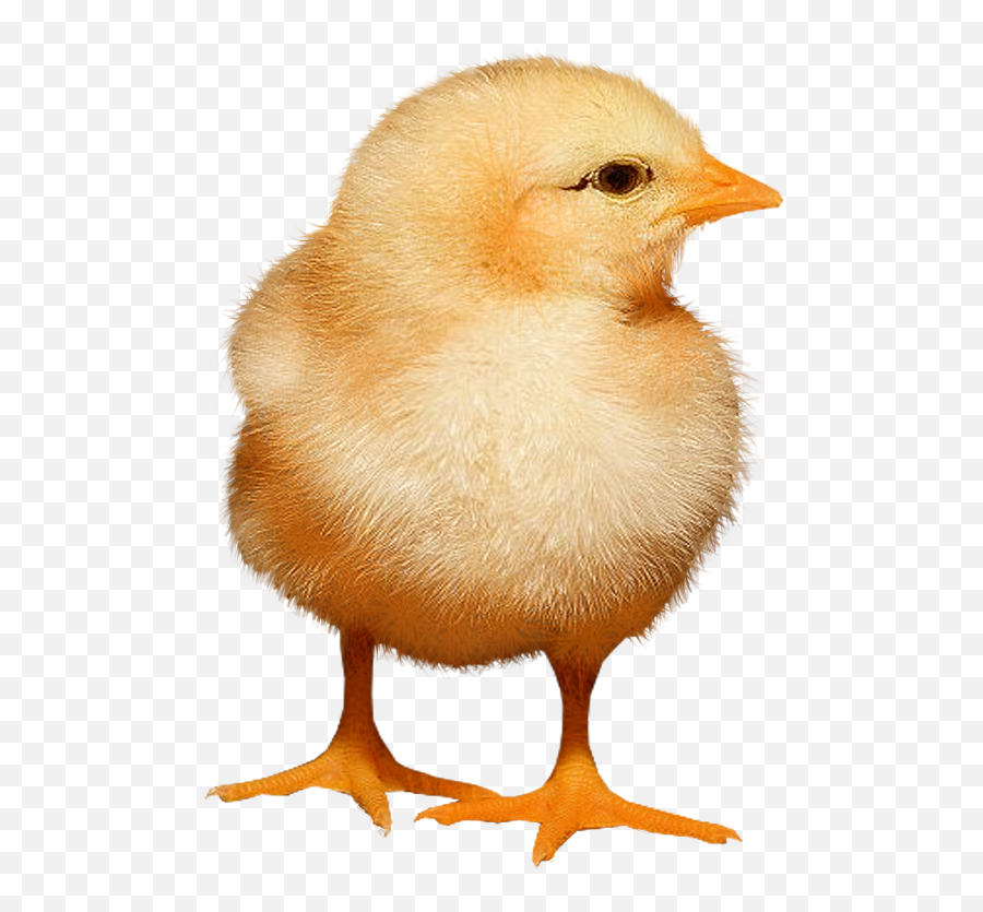 Download Baby Chickens Png Images For Create Picture Emoji,Baby Chick Png