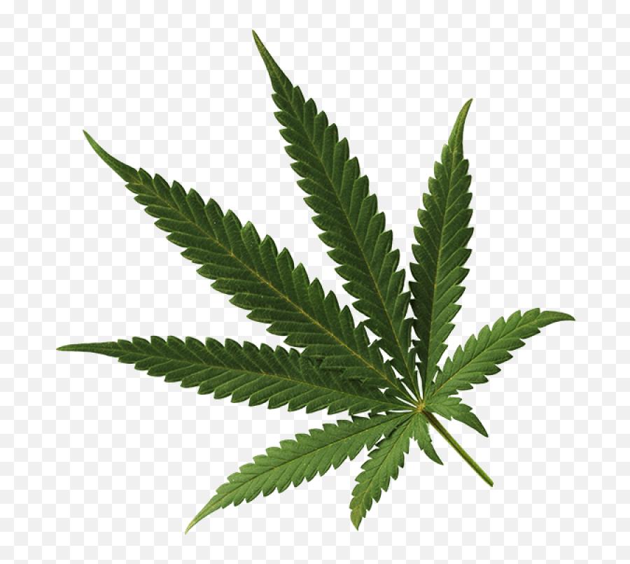 St Clair County Health Department - Weed Out The Facts Cannabis Emoji,Marijuana Leaf Png