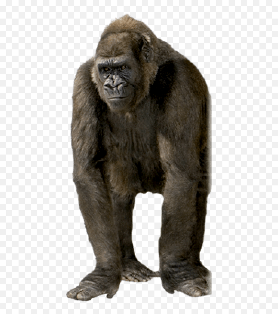 Download Free Png Gorilla Png Images - Transparent Background Gorilla Transparent Emoji,Gorilla Png