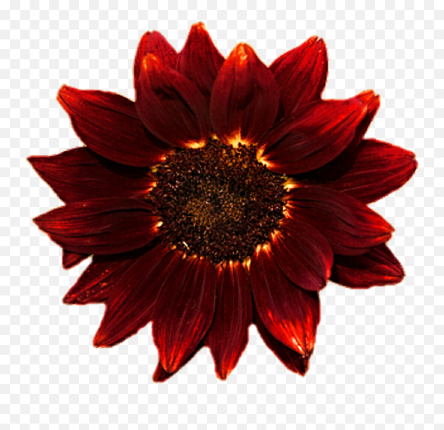 Red Clipart Sunflowers Red Sunflowers T 1344655 - Png Yellow Sunflower With Yellow Background Emoji,Transparent Sunflowers