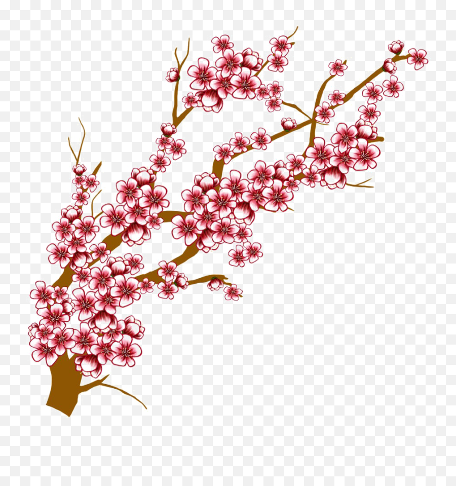Japanese Flowering Cherry Transparent - Cherry Blossom Tree Branches Drawing Emoji,Cherry Blossom Transparent Background