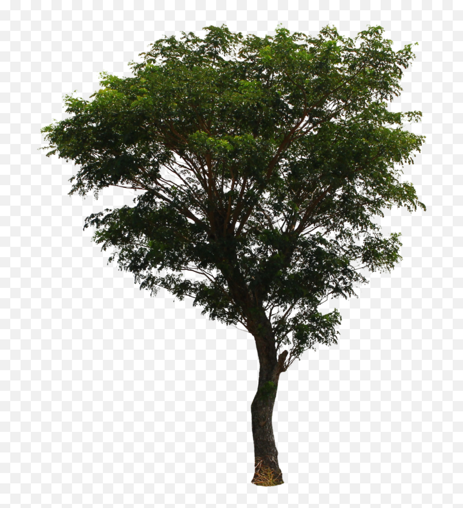 Tree Png File Download Free - Tree Png File Download Emoji,Tree Png