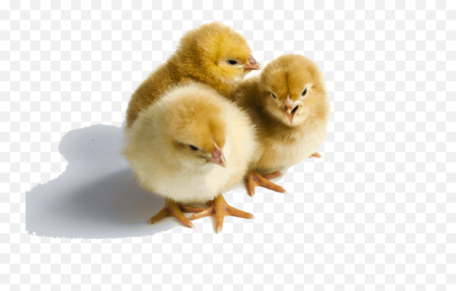 Poultry - Intermountain Feed U0026 Mercantile Emoji,Baby Chick Png