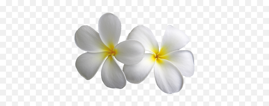 White Flower Png Picture 2229258 White Flower Png - Transparent Background Frangipani Png Emoji,White Flower Png