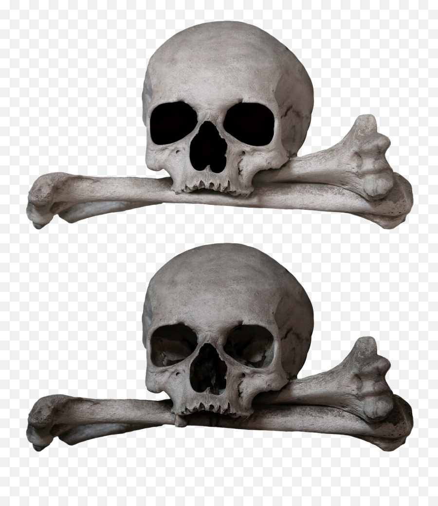 Free Photo Human Bones Skull Skull And Crossbones Bones Bone - Pixabay Bone Emoji,Crossbones Png