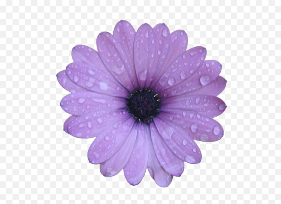 Purple Flower Free Images At Clkercom - Vector Clip Art Emoji,Purple Flower Png