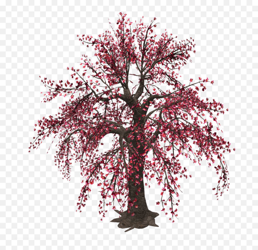 Cherry Blossom Tree Sansar Store Emoji,Cherry Blossom Tree Png